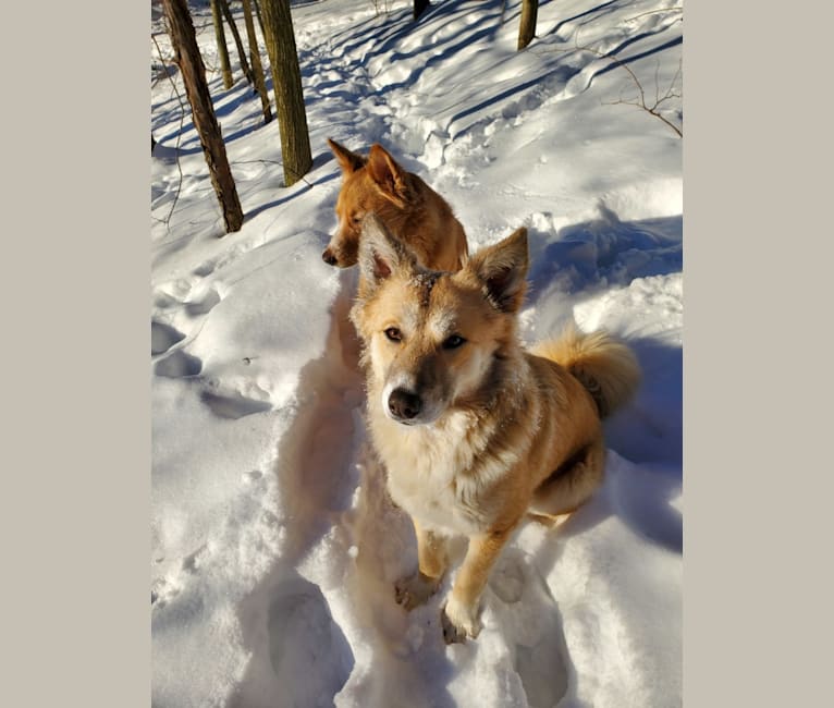 Nelson, an Arabian Village Dog tested with EmbarkVet.com