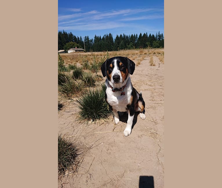 Auggie, an Entlebucher Mountain Dog tested with EmbarkVet.com