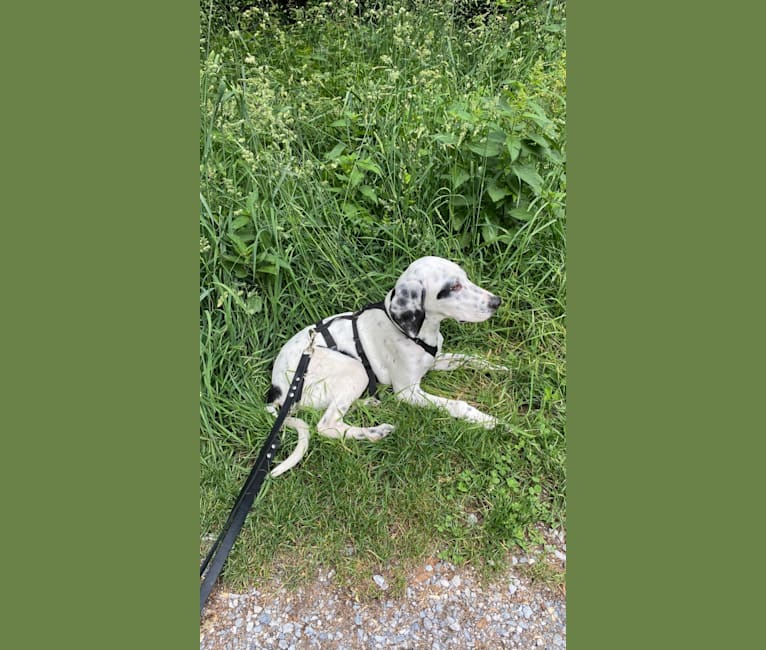 Chibi, an European Village Dog and English Setter mix tested with EmbarkVet.com