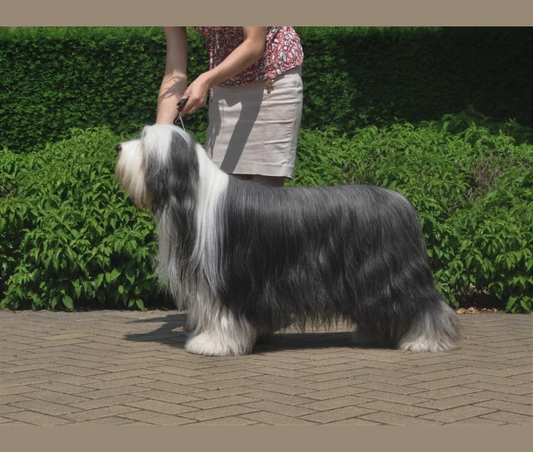 Photo of Ghost, a Bearded Collie  in Sweden