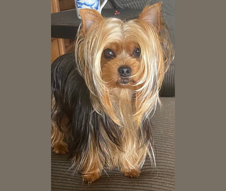 NoeLani, a Yorkshire Terrier tested with EmbarkVet.com