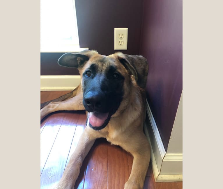 German shepherd st bernard cross on sale