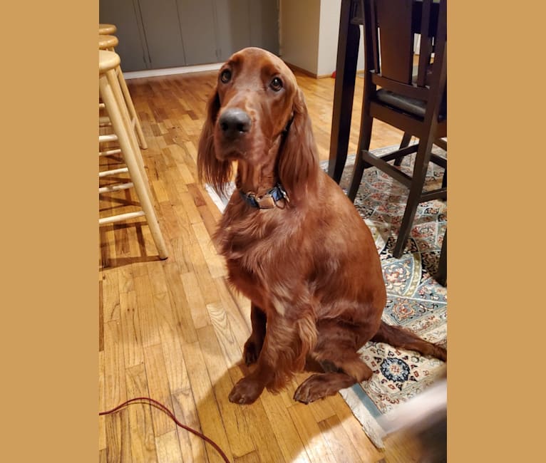 Tormund Giant's Bane, an Irish Setter tested with EmbarkVet.com