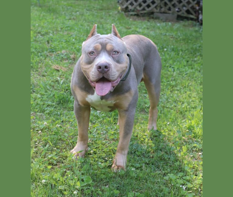 Photo of Onyx, an American Bully and Bulldog mix in Houston, TX, USA