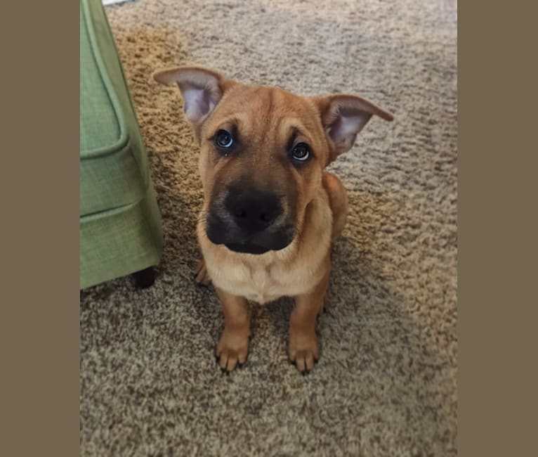 shar pei cross cattle dog