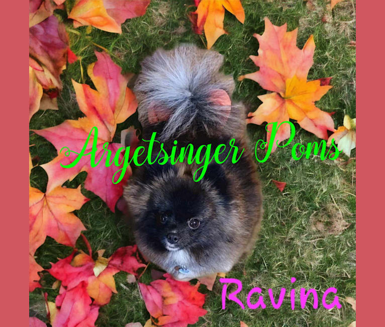 Ravina, a Pomeranian tested with EmbarkVet.com