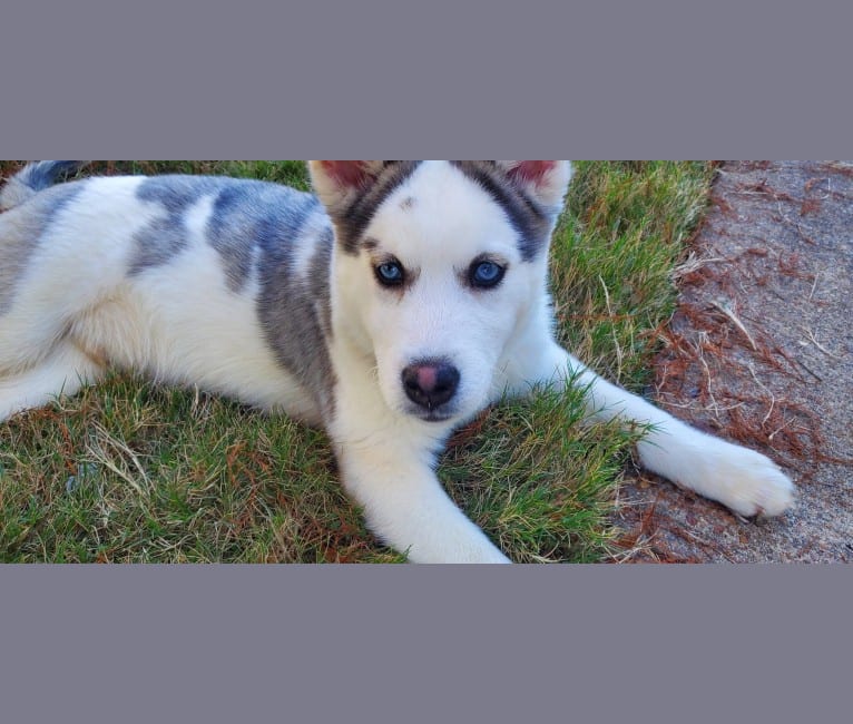 Photo of Silva, a Siberian Husky and Alaskan Malamute mix in TN, USA