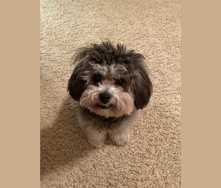Bear, a Poodle (Small) and Shih Tzu mix tested with EmbarkVet.com