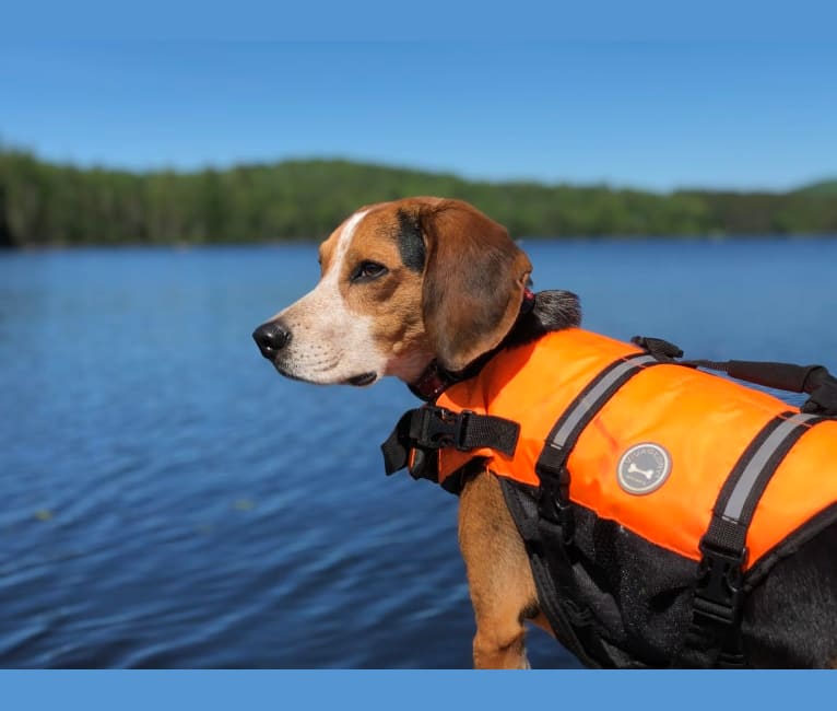 Argos, a Beagle tested with EmbarkVet.com
