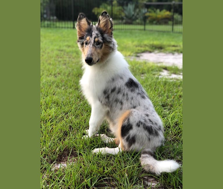 Kuma, a Collie tested with EmbarkVet.com