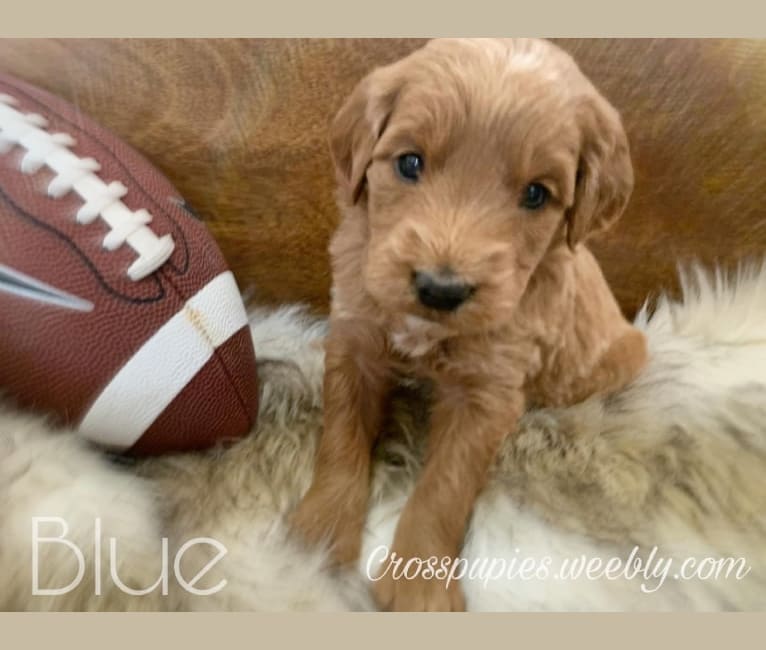 Blue Collar, a Goldendoodle tested with EmbarkVet.com