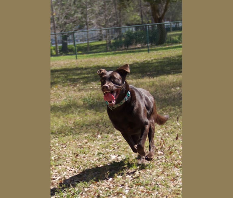 Photo of Winnie, a Labrador Retriever  in St. Petersburg, Florida, USA