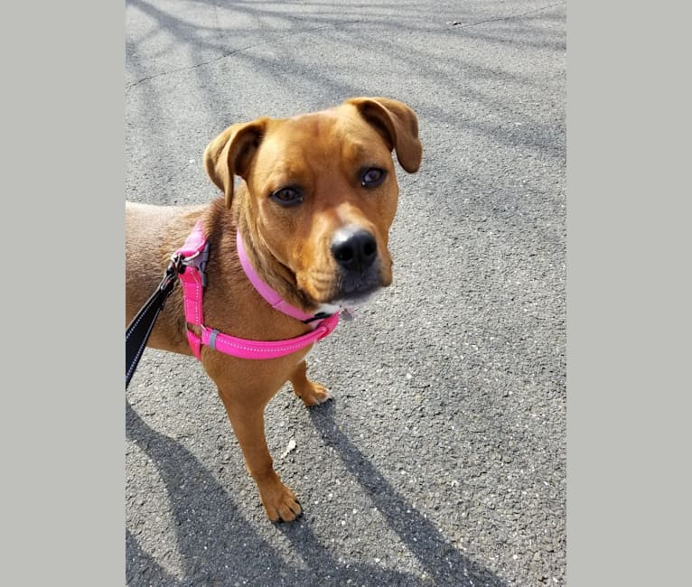 Rosie, a Rottweiler and Staffordshire Terrier mix tested with EmbarkVet.com