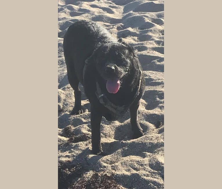 Ben, a Bulldog and Neapolitan Mastiff mix tested with EmbarkVet.com