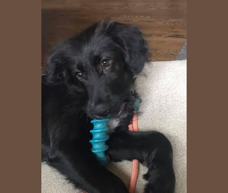 Maggie, an English Shepherd and Australian Cattle Dog mix tested with EmbarkVet.com