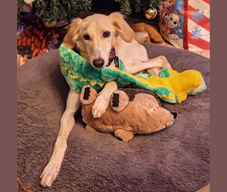 Cleo, a West Asian Village Dog and Saluki mix tested with EmbarkVet.com