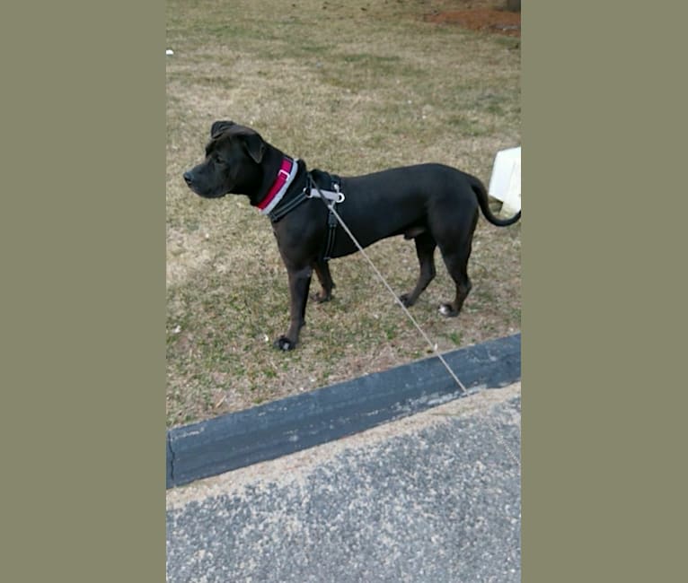 Photo of Mookie, an American Pit Bull Terrier and American Staffordshire Terrier mix in Georgia, USA