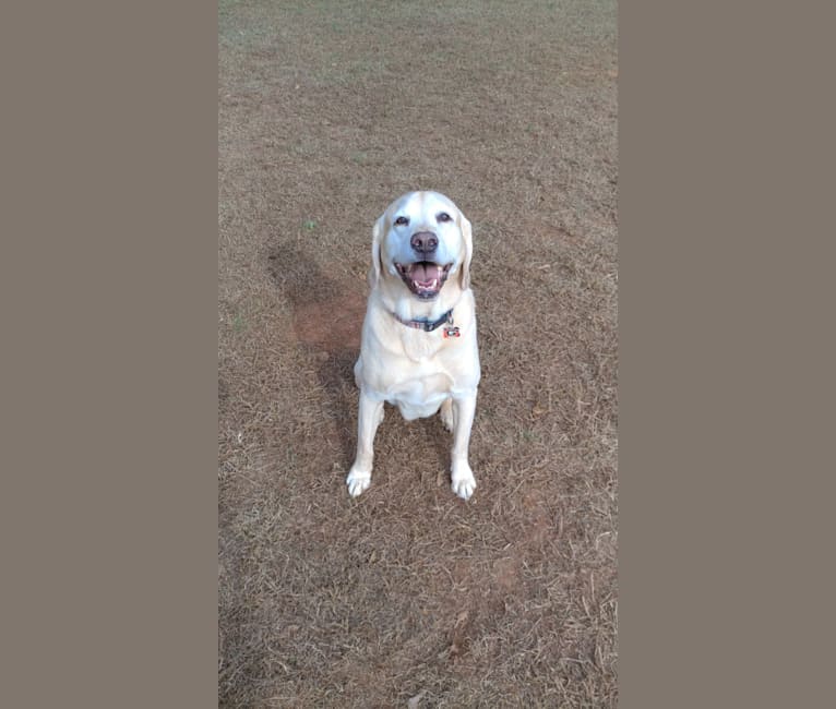Jett, a Labrador Retriever and American Pit Bull Terrier mix tested with EmbarkVet.com