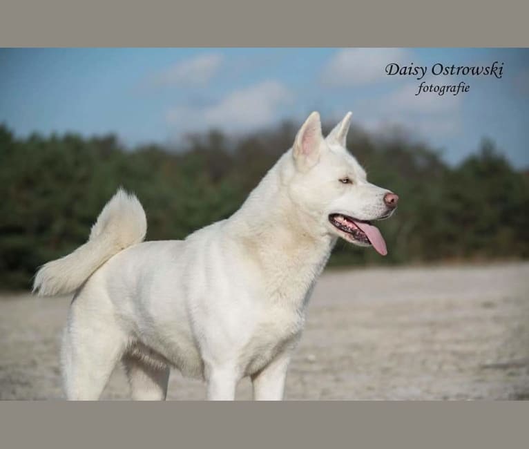 Ghost, a Siberian Husky and Akita mix tested with EmbarkVet.com