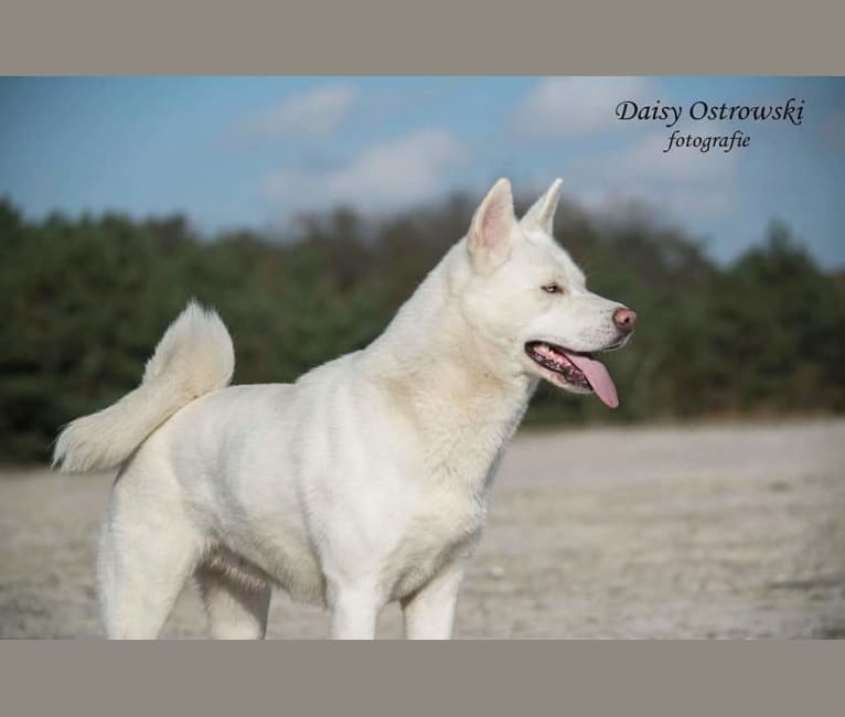 White akita husky mix store
