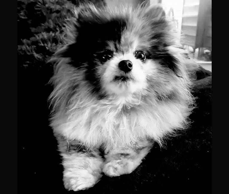 Photo of Ferris, a Pomeranian 