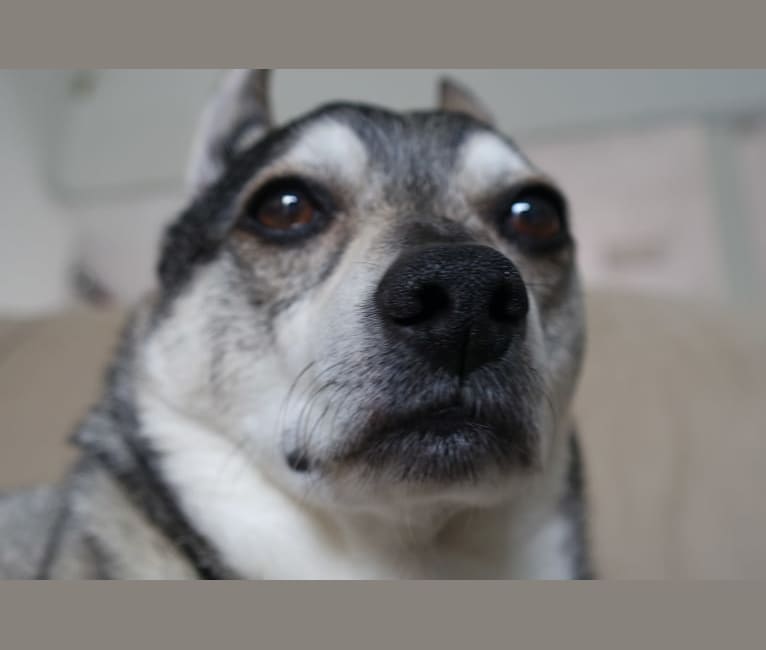 Fuji, an American Eskimo Dog and Chihuahua mix tested with EmbarkVet.com