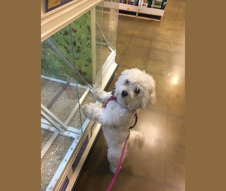 DOLLY, a Maltese and Poodle (Small) mix tested with EmbarkVet.com