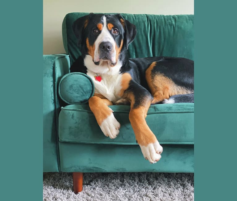 Beans, a Greater Swiss Mountain Dog tested with EmbarkVet.com