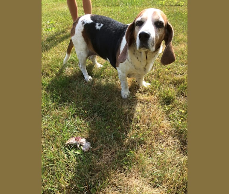 Maggi, a Basset Hound and Brittany mix tested with EmbarkVet.com