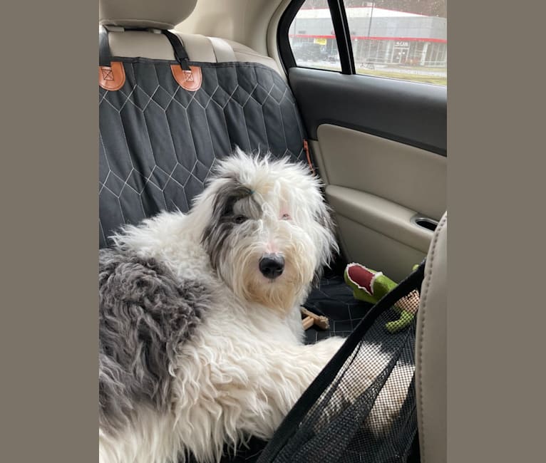 Indy, an Old English Sheepdog tested with EmbarkVet.com