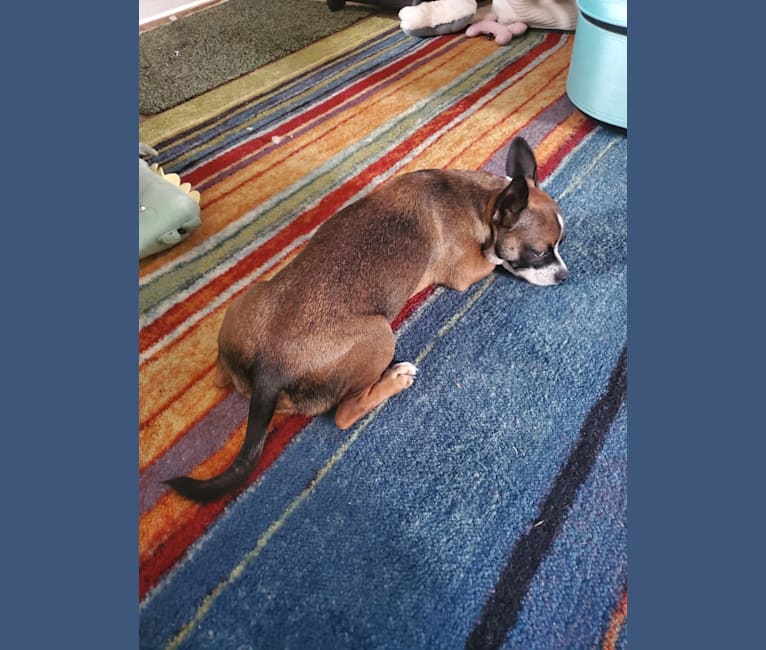 Cornelius, a Pug and Chihuahua mix tested with EmbarkVet.com