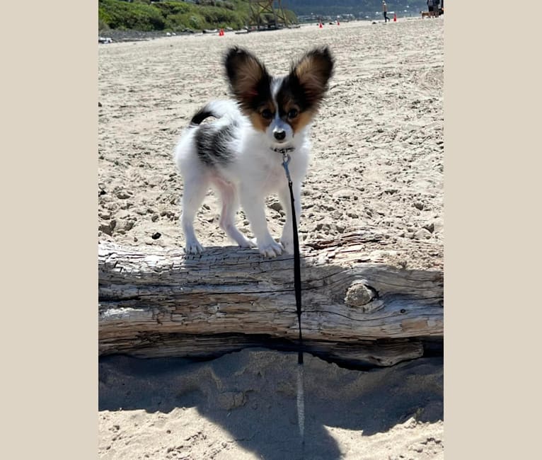 Cowboy, a Papillon tested with EmbarkVet.com