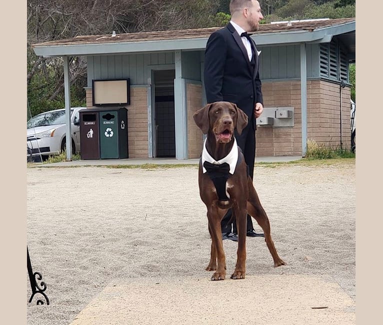 pointer bloodhound mix