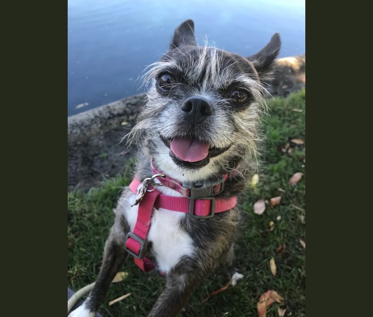 Embark Dog DNA Test Breed