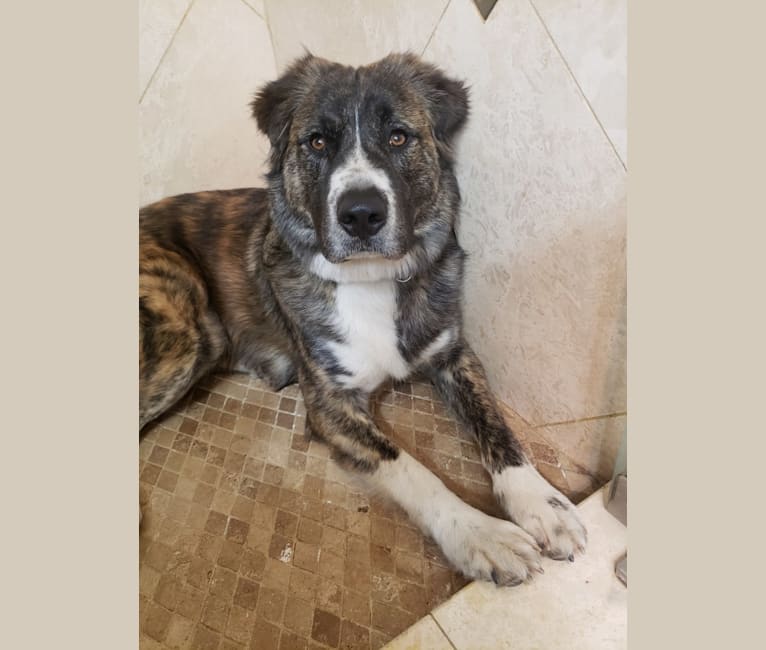 Brindle great best sale pyrenees