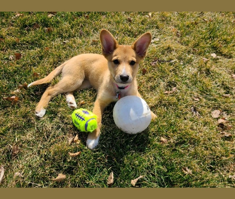 Zoe Belle, a German Shepherd Dog and Australian Cattle Dog mix tested with EmbarkVet.com