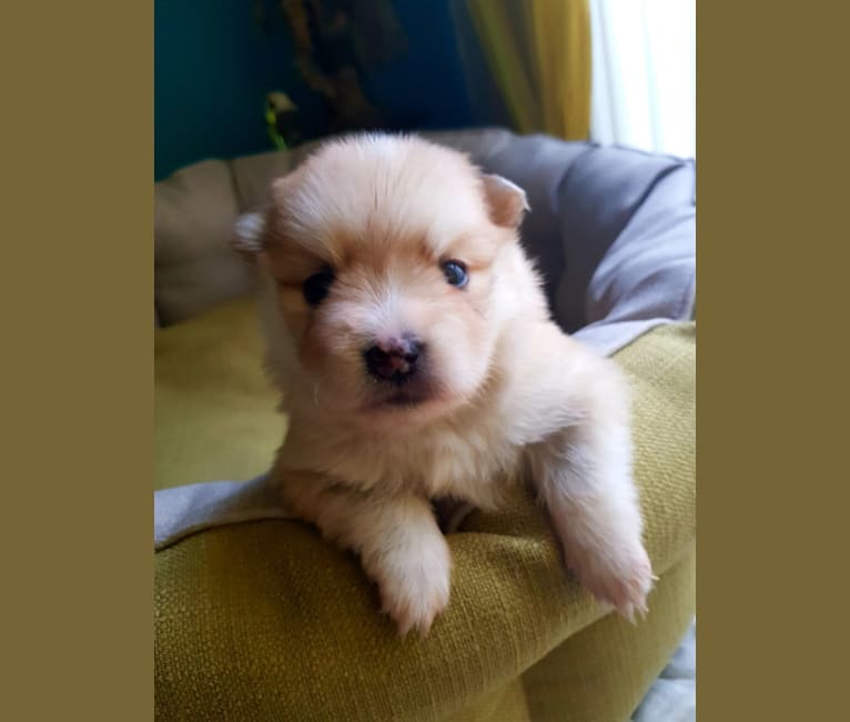 Brindle pomsky clearance
