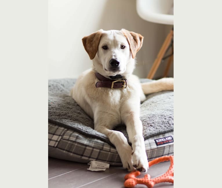 Eddie, a Labrador Retriever and Siberian Husky mix tested with EmbarkVet.com