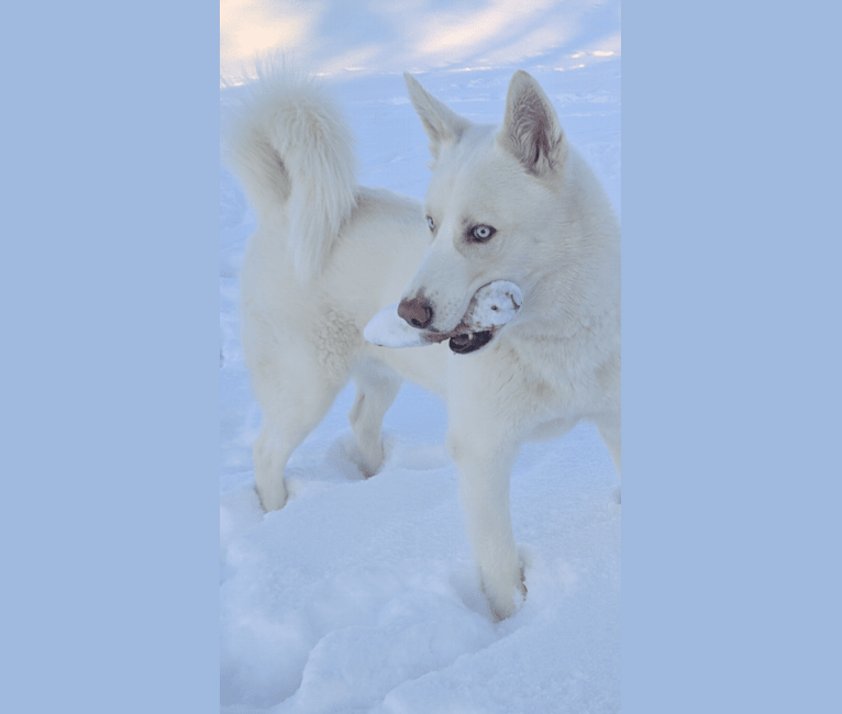 Photo of Sky, a Siberian Husky (8.5% unresolved) in Binghamton, New York, USA