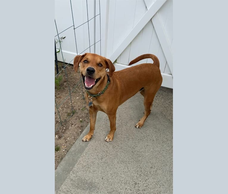 Milo, a Labrador Retriever and Basset Hound mix tested with EmbarkVet.com
