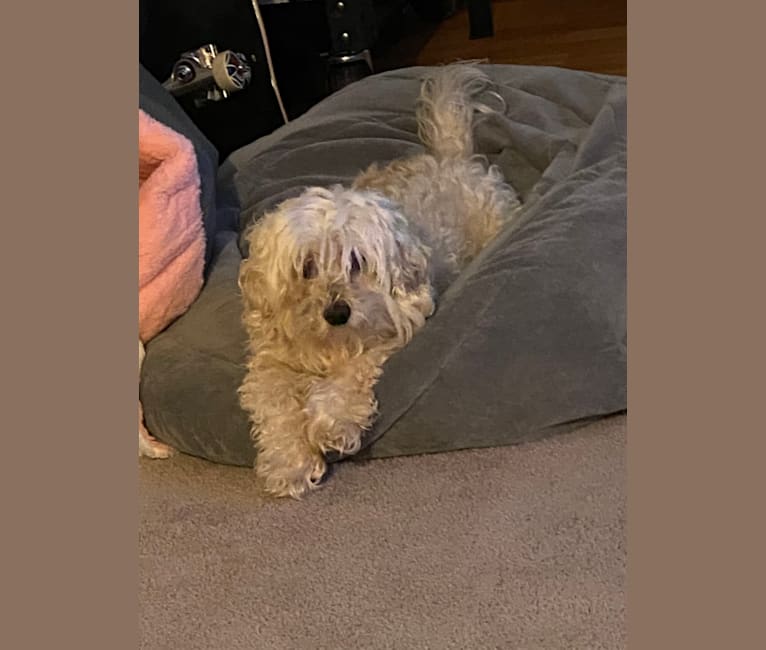 Photo of Donut, a Cockapoo (9.4% unresolved) in Clovis, New Mexico, USA
