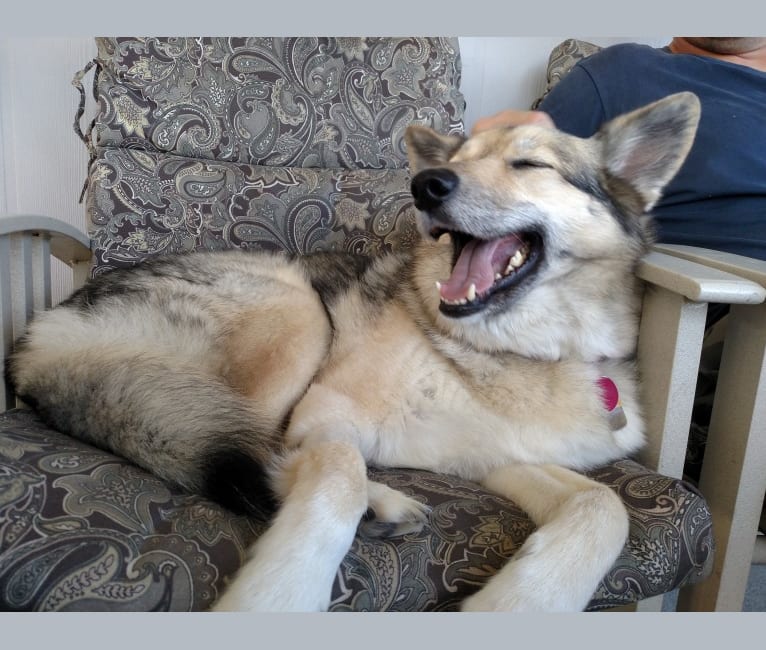 Mia, a Siberian Husky and German Shepherd Dog mix tested with EmbarkVet.com