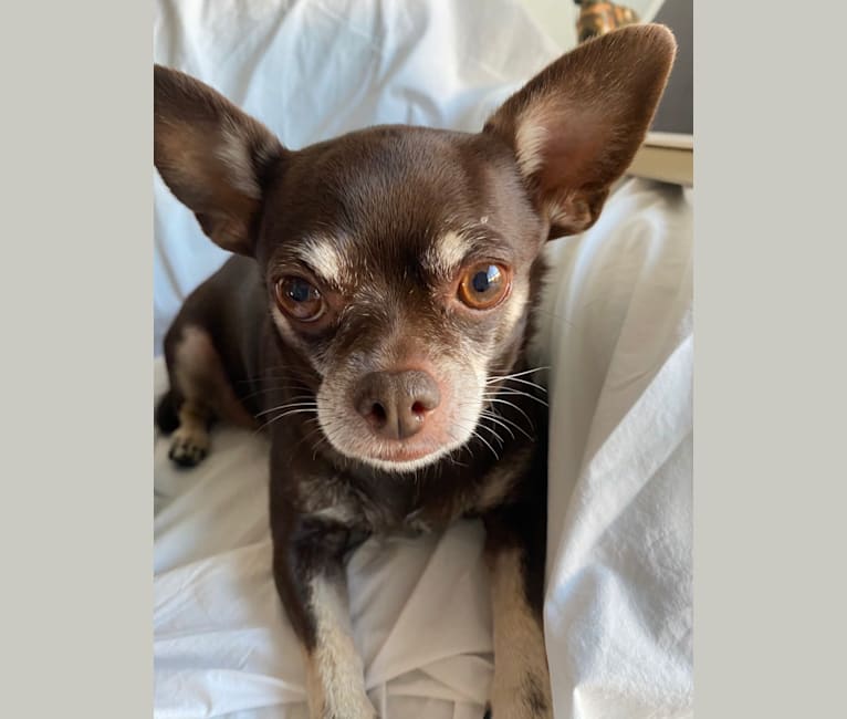 embark dog dna test breed