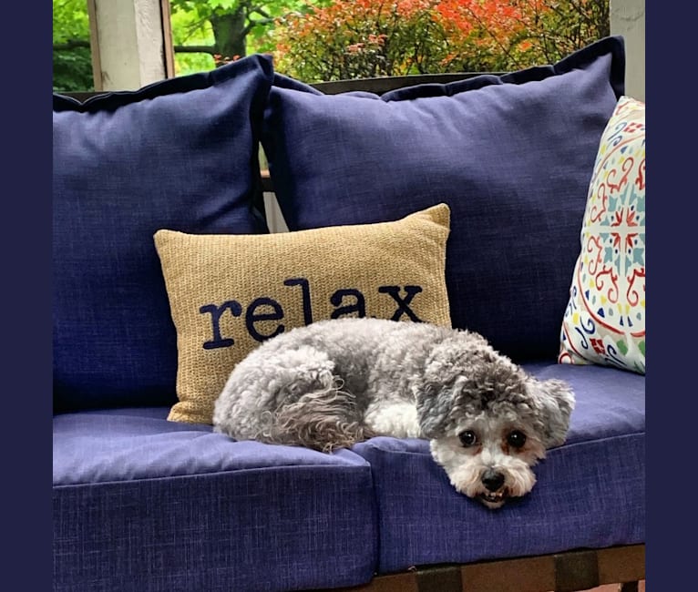Bear, a Poodle (Small) and Shih Tzu mix tested with EmbarkVet.com