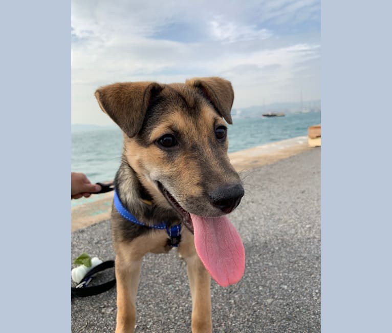 Frankie, a Hong Kong Village Dog tested with EmbarkVet.com