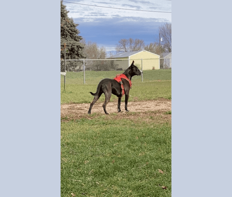 Oakley, a Great Dane and German Shepherd Dog mix tested with EmbarkVet.com