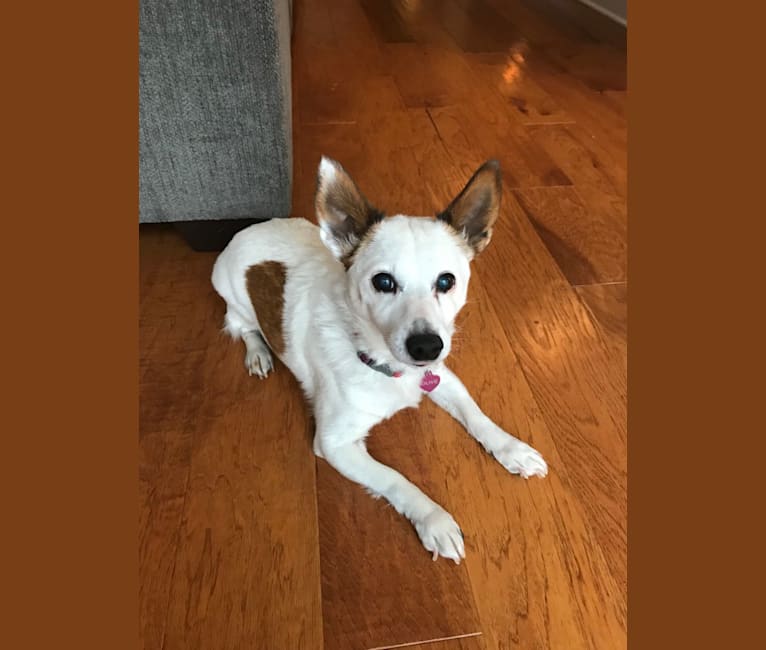 Olive, a Russell-type Terrier tested with EmbarkVet.com