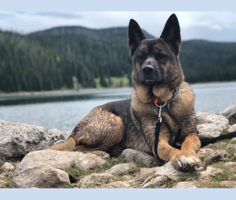 Clotille, an Akita and Dutch Shepherd mix tested with EmbarkVet.com