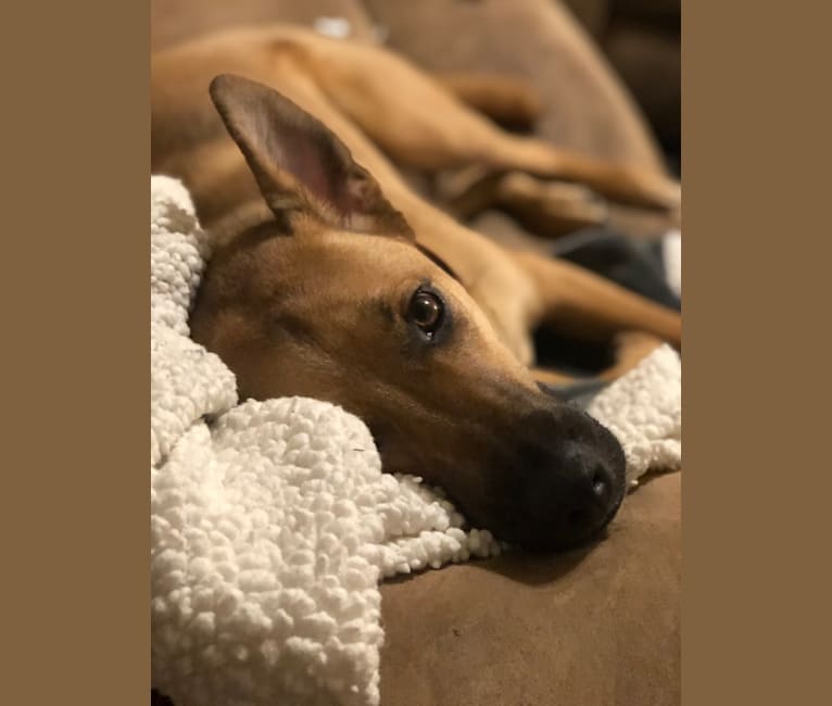 Charlie, a German Shepherd Dog and Rottweiler mix tested with EmbarkVet.com