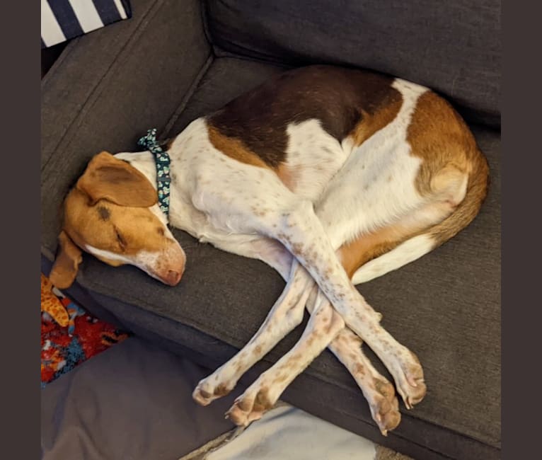 Roma, an American Foxhound tested with EmbarkVet.com